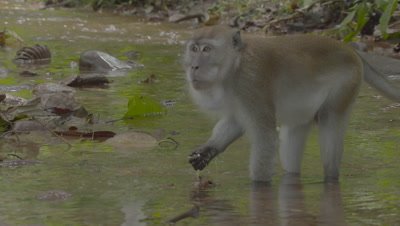 Crab-eating Macaque and Water Monitor Lizard foraging in water of a stream