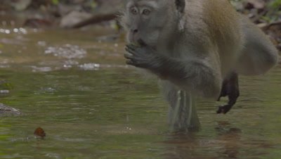 Crab-eating Macaque foraging in water of a stream