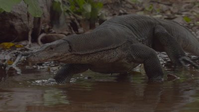 Water Monitor Lizard moving off riverbank back to shallow stream, flicking it's tongue
