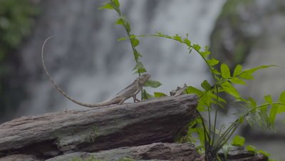 Oriental Garden Lizard on log near waterfall in rainforest; runs off log at end of clip