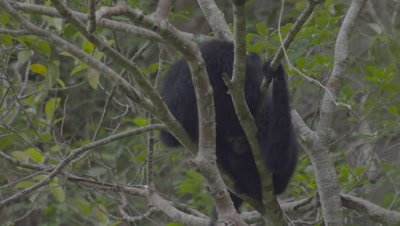 Two adult Siamangs huddled together on branch, one facing toward camera