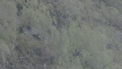 Adult Siamangs climbing up the rocky mountainside