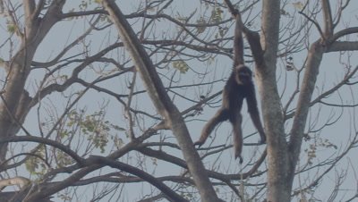 Agile Gibbon climbing in a tree at the Bali Zoo