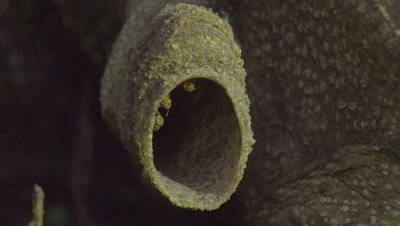 Macro shot of Stingless Bees flying in and out of their nest entrance in the trunk of a Strangler Fig
