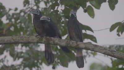 Bushy Crested Hornbills perched on branch close to each other, flocking