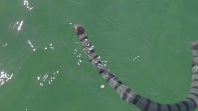 Shot from above of a Yellow-Lipped Sea Krait swimming in the ocean