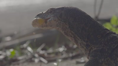 Monitor Lizard swims & feeds on Sea Turtle eggs