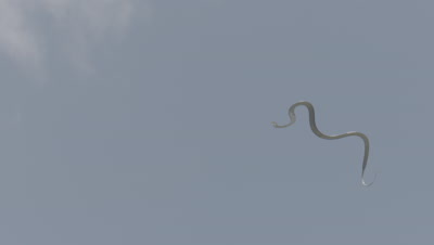 Paradise Tree Snake (Paradise Flying Snake) launches off a branch and flies through the air