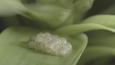 Coquí Frog egg clutch on a leaf
