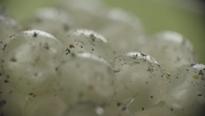 Amphibian Eggs Stock Footage