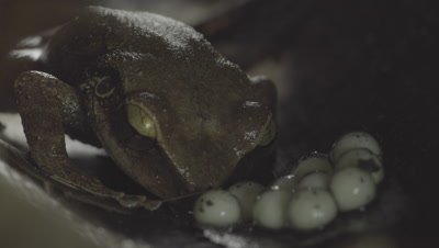 Male Coquí Frog discovers egg clutch, eats them