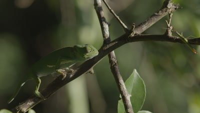 Flap-necked Chameleon walking along branch catches and eats insect