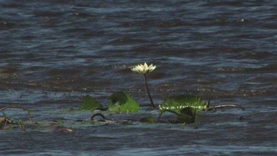 White Egyptian Lotus flower in water