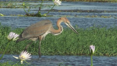 Goliath Heron wading in the water, hunting, surrounded by White Egyptian Lotus