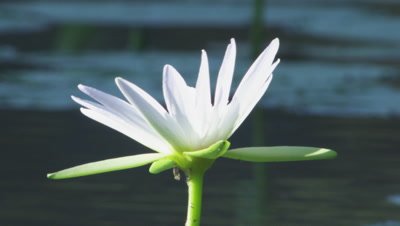 White Egyptian Lotus flower in water