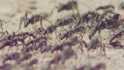 Matabele Ants raiding a Termite mound