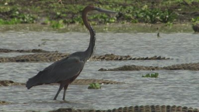 African Darter in water with Nile Crocodiles
