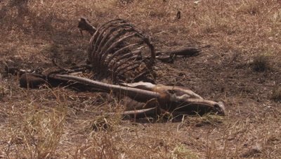Antelope skeleton in the savanna