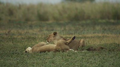 Two African lionesses laying on floodplain