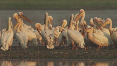 Flock of Great White Pelican in resting in a waterway 