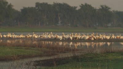 Flock of Great White Pelican in resting in a waterway 