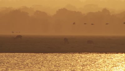 Waterbuck grazing by a waterway at sunset; a flock of birds flies by