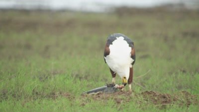 African Fish Eagle feeding on a captured fish 