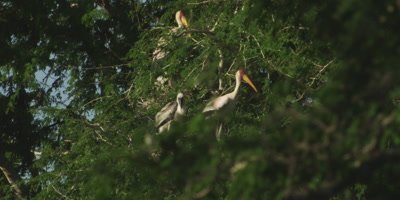 Yellow-billed Stork in tree with chicks; chick flaps its wings