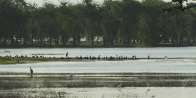 Birds congregating in a water way 