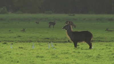 Herd of Waterbuck grazing