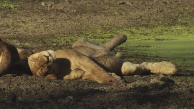 Lioness resting with cubs in the dirt