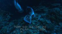 Potato Cod Grouper ( Epinephelus Tukula) Spawning, Courting, Mating