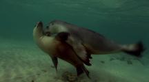 Stock Footage of Marine Mammals Play