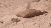 Australian Sea Lion Pup Rolls In Sand