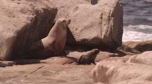 Australian Sea Lion (Neophoca Cinera) Birth