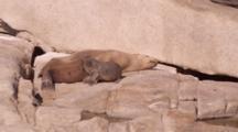 Australian Sea Lion And Pup Rest On Rocks, Pup Nurses