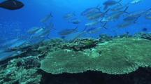 Pristine Coral Reef, Fusiliers, Green Puller (Chromis)