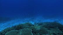 Coral Reef, Green Puller (Chromis)