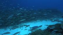 Fusiliers, Blue Green Chromis Feeding, Hard Corals