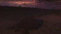 Green Turtle (Chelonia Mydas) Returning Back To Sea After Nesting
