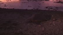 Green Turtle (Chelonia Mydas) Returning Back To Sea After Nesting