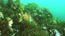 Kelp Forest, Algae, Invertebrates