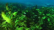 Rocky reef, common kelp