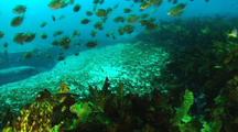 Rocky reef, common kelp