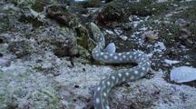Sharptail Eel Hunts On Reef