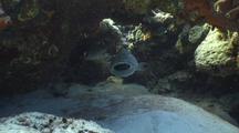 Black Grouper With Ocean Trigger Fish Struggling To Escape From Inside Its Mouth