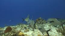 School Of Permits Swims Toward Camera Over Coral Reef And Leaves