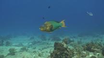 Rainbow Parrot Fish Swims Across Coral Reef