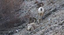 Bighorn Sheep Young Ram Bedding Down In Shale