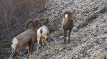 Bighorn Sheep Young Ram Digging Bed In Shale And Laying Down
